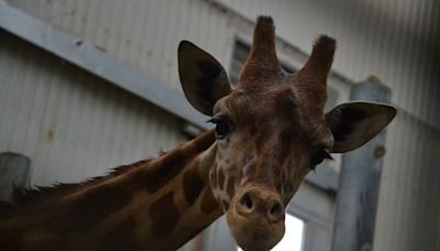 Etats-Unis : « Mon cœur s’est arrêté »… Une girafe affamée attrape et soulève une fillette pendant un safari