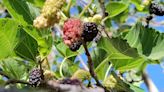 Conoce el tradicional camino de las moras en SLP