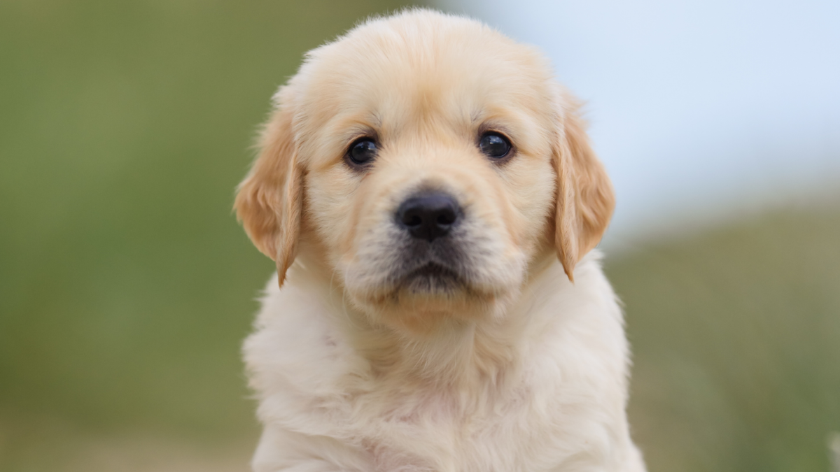 'Unwanted' Golden Retriever Puppy with Birth Defect Gets the Most Loving Happy Ending