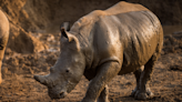 Baby Rhino Rolling Around in the Mud at Chester Zoo Is Making Everybody Smile