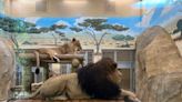 Worth roaring about! New habitat for lions opens at Potawatomi Zoo