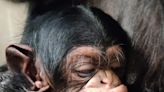 The heartwarming moment a chimpanzee mom is reunited with her newborn captured on video