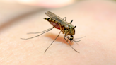 Does blood type make some people mosquito magnets? What bug experts say