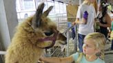 I want (cotton) candy: Anderson County Fair opens Monday, continues through Saturday