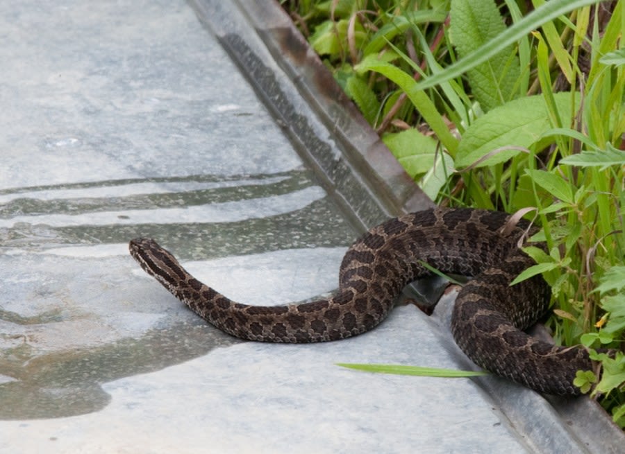 Rarely-seen rattlesnake found in Ohio