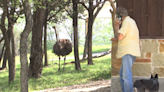 Texas ranch owner missing dozens of ostriches after extreme flooding