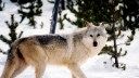 House Votes to Delist Gray Wolves, Block Lead Ammo Bans, End Boundary Waters Protections, and Overturn BLM Rule