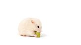 Tiny Hamster Trying Her First Grape Is Too Cute To Miss