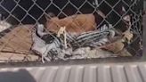 Video | Liberan a un puma en sierra de Armadillo