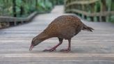 Un candidat de téléréalité tue et mange un oiseau protégé en Nouvelle-Zélande