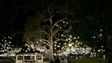 Year-round lights illuminate Downtown City Park • Paso Robles Press