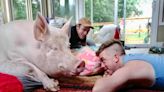 Social Media Star and Animal Advocate Esther the Pig Dead at 11: Her 'Legacy Will Live Forever'