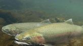 Fisheries official denies coverup allegations over research into endangered B.C. steelhead