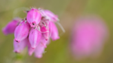 Scottish bog gets world heritage status