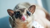 MSPCA Seeking Special Adopters for 33 Surrendered Sugar Gliders