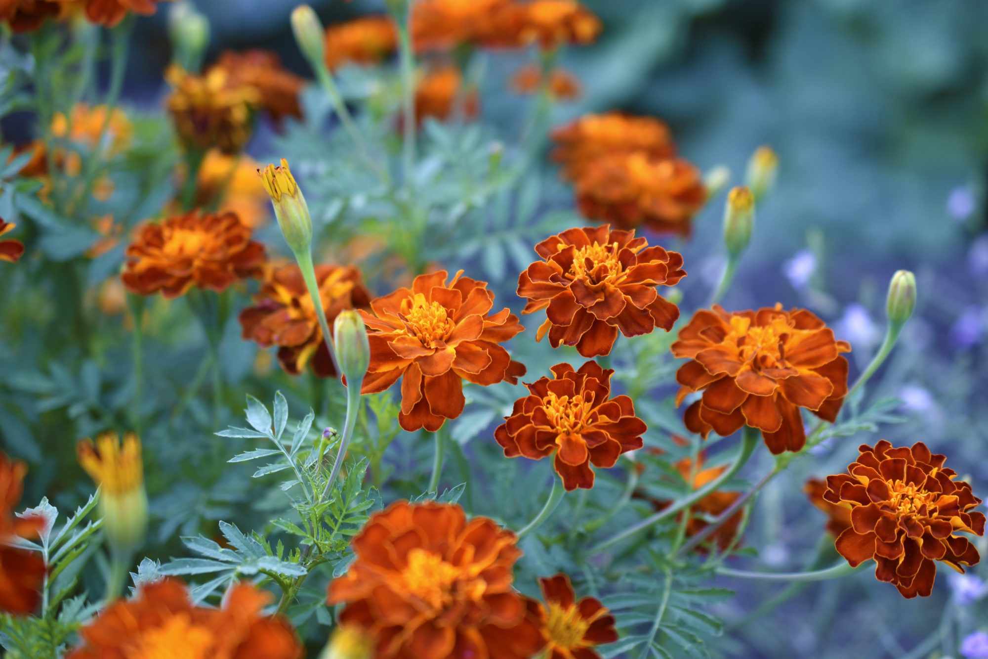 17 Plants That Will Keep Unwanted Bugs Out of Your Garden, According to Experts