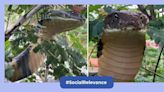 12-foot-long Cobra rescued bravely in Karnataka, viral video gave everyone the chills
