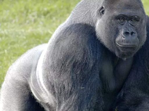 Why do male gorillas beat their chests: Know the significance behind | - Times of India
