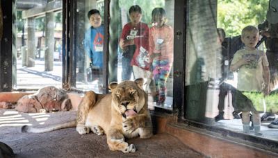 What the Sacramento Zoo move to Elk Grove means for its educational programming