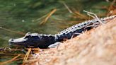 Search underway after alligator goes missing from Kansas City school's petting zoo exhibit