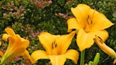 Garden Guy: Daylilies and iris