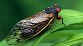 Watch out this year: Cicadas urinate a lot, study finds