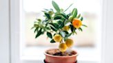 What fruit trees can you grow indoors? 9 tasty crops that will thrive inside if you follow these experts' advice