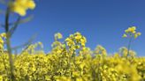 Viterra to close to canola treated with haloxyfop - Grain Central