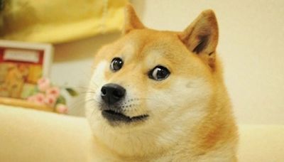 Muere Kabosu, la perrita que inspiró el meme ‘Doge’ y la criptomoneda Dogecoin