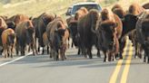 Yellowstone visitor, possibly drunk, allegedly kicked a bison in the leg, was injured
