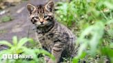 Wildcats: Birth of kittens in Herne Bay sparks hope for species