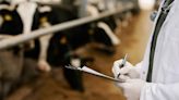 Colorado officials probe source of H5N1 in cows as USDA confirms more infected mammals