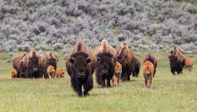 Drunk Man Kicks Yellowstone Bison, Hurts Himself, and Gets Arrested