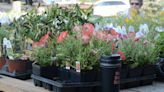 Horticulture Happenings: Annual and perennial plantings