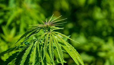 Over €300k of cannabis seized in Cavan