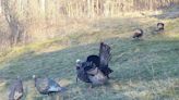 In the age of ground blinds and decoys, old turkey hunting techniques still have benefits