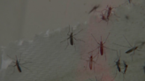 West Nile Virus detected in Lackawanna County