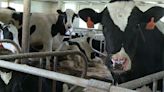 Small dairy farms face struggles across the Coulee Region