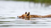 Clever Fox Caught Swimming for a Swan's Egg Like Something Out of a Fable