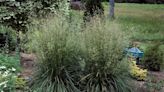 How to Plant and Grow Tufted Hair Grass