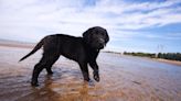 Tiny English Labrador Puppy's First Swim Is Filled With Bravery and Joy