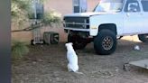 Family Discovers Why Their Deaf Dog Won't Stop Staring At This Broken Down Truck