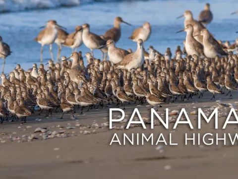 Panama’s Animal Highway Streaming: Watch & Stream Online via Paramount Plus