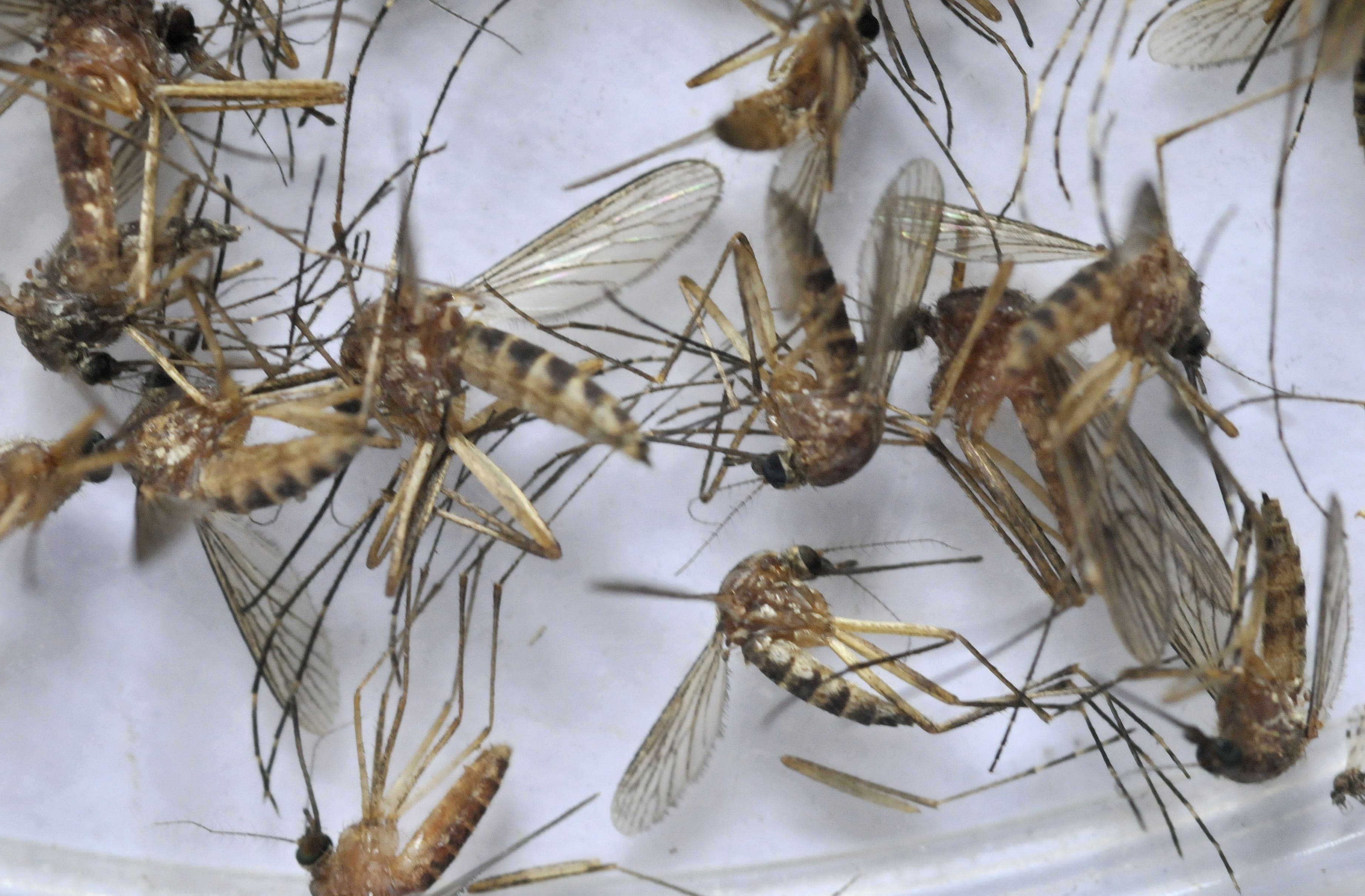 EEE found in Barnstable mosquitoes. It's the second case in Mass. this summer.