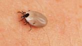 Are ticks a threat to people in Texas? Here’s what experts say are diseases to worry about