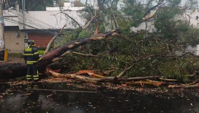 Fuerte tormenta eléctrica en CDMX provoca caída de árboles y diversas afectaciones