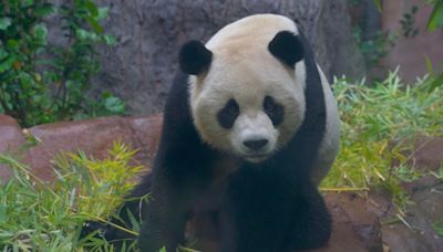 2 giant pandas from China make public debut at San Diego Zoo