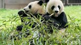 Llegada de nuevos pandas gigantes al Zoo Nacional de Washington