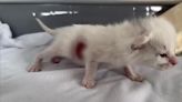 Humane Society of Tacoma helping kitten with ‘mysterious’ wound