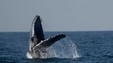 Whale-watching excursions off Rio de Janeiro's coast begin captivating tourists